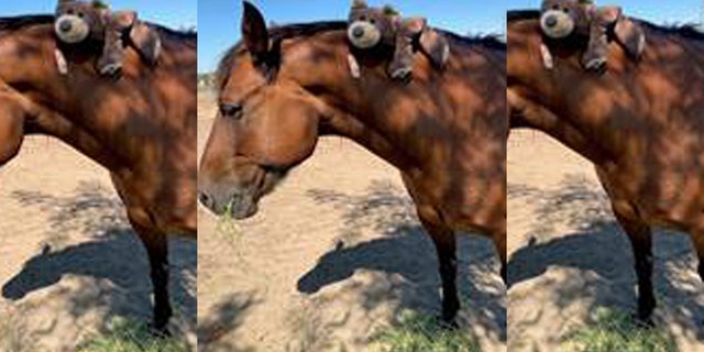 Maximus, a horse with the Stanislaus County Sheriff's Department, was punched Sunday during a brawl at the Stanislaus County Fair, according to officials.