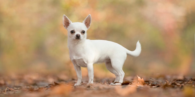 A man is searching for his beloved white chihuahua (not pictured) after losing her in April at a Circle K in Tucson, Ariz.