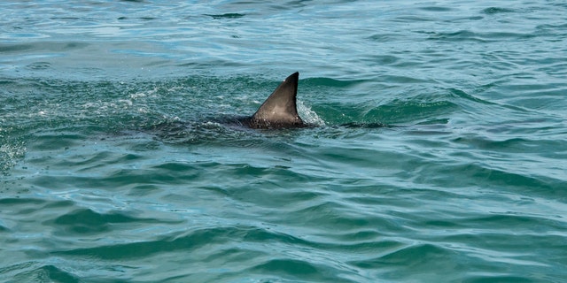 A great white shark's fin showing above the water.