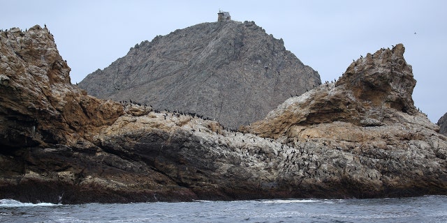 Crews may drop 1.5 tons of rat poison on the Farallon Islands to stop an invasive house mice species from wreaking havoc on the native ecosystem.