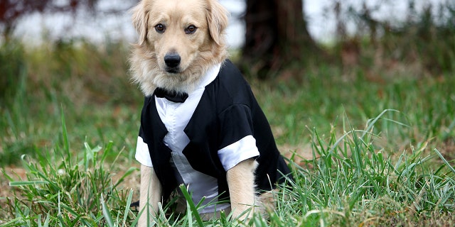 Nussbaum said there are already laws that protect companion animals like dogs.