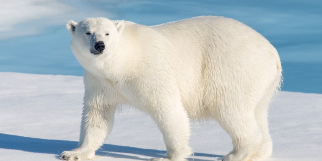 A polar bear is seen in the image above.