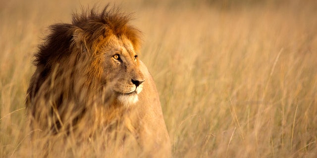 African lions, which can be found in sub-Saharan, southern and eastern Africa, tend to grow larger than Asiatic lions, which can be found in the Gir Forest of India, according to National Geographic.