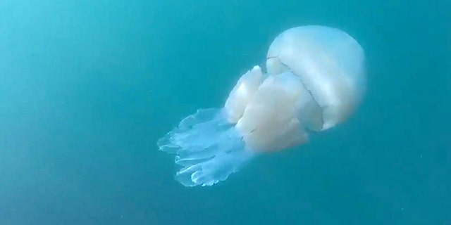 Westlake Legal Group monster-jellyfish-1 Second human-sized jellyfish spotted off English coast sparks invasion fears: Haven't 'seen the biggest yet' fox-news/science/planet-earth/oceans fox news fnc/science fnc Chris Ciaccia article 505e7906-2e96-5789-ac01-ccdf7efbccdf
