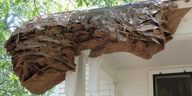 Scientists are warning Alabama residents to be on the lookout for yellow jacket "super nests."