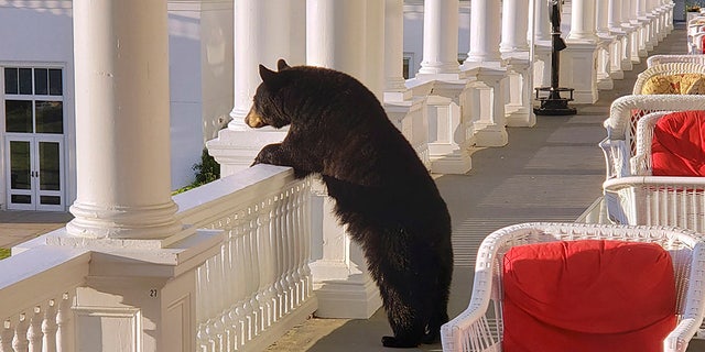 A black bear peers over a railing on the back veranda at the Omni Mount Washington Resort just after sunrise at Mount Washington, N.H. (AP/Omni Mount Washington Resort)