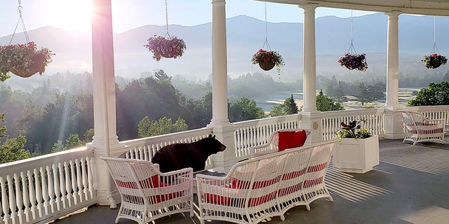 A black bear walks along a veranda at the Omni Mount Washington Resort just after sunrise at Mount Washington, N.H., on June 29. (AP/Omni Mount Washington Resort)