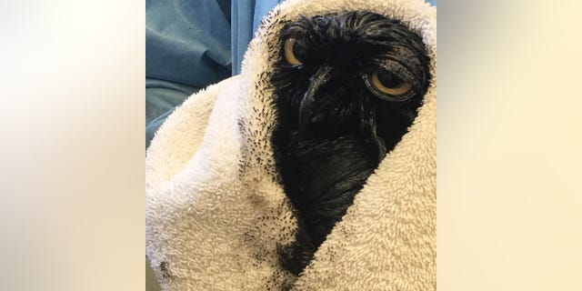 A great horned owl was covered in oil in California.