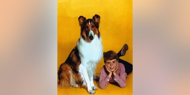 Jon Provost said he quickly connected with Lassie.