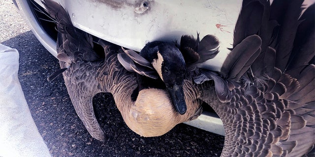 A goose was rescued Saturday after becoming stuck in the grille of a pizza delivery driver's car in Burlington, Vt.