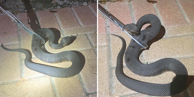 Florida Man Bitten By Venomous Snake: 'My Life Just Flashed Through My ...