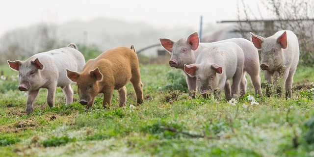 No human cases of swine flu have been reported at this time, county health officials said.