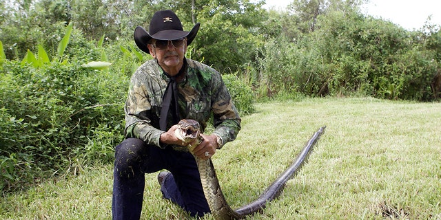 The Burmese python is an invasive species of snake that is damaging the natural ecosystem of the Everglades, experts have said.