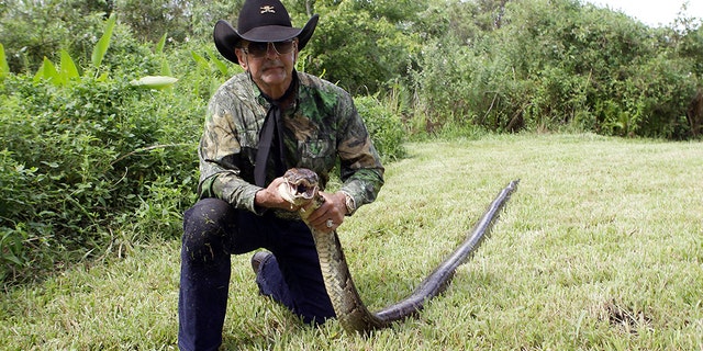 The Burmese python is an invasive species of snake that is damaging the natural ecosystem of the Everglades, experts have said.