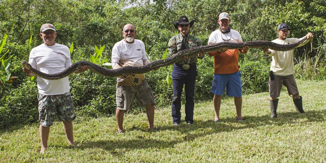The python caught over the weekend measured 16 feet, 1-inch long. It was about 1 foot shy of the record length in Florida.