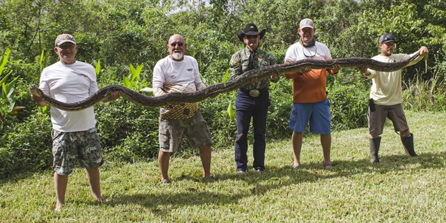 The python caught over the weekend measured 16 feet, 1-inch long. It was about 1 foot shy of the record length in Florida.