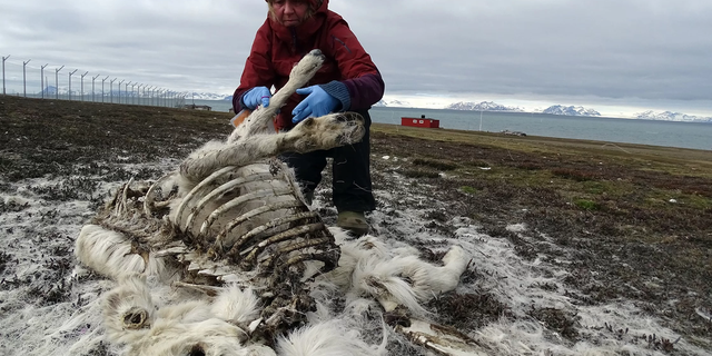 Åshild Ønvik Pedersen, a terrestrial ecologist with the biodiversity unit of the Norwegian Polar Institute, found this reindeer near the Svalbard Airport, Longyear in the summer of 2017. (Credit: Elin Vinje Jenssen/Norsk Polarinstitutt)