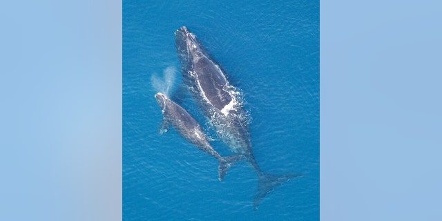 Một con cá voi Bắc Đại Tây Dương phải với bắp chân của mình. (Tín dụng: Miền công cộng)
