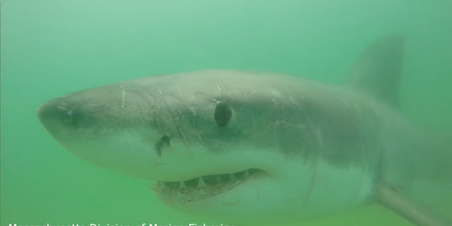 A large white shark spotted by researchers off Cape Cod. 