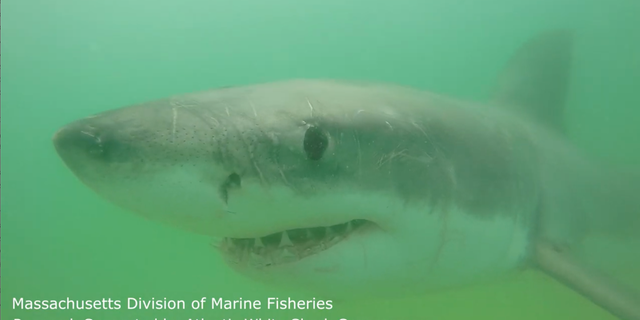 A large white shark spotted by researchers off Cape Cod. 