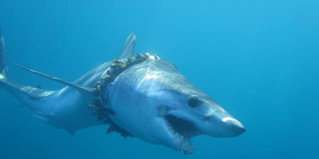 An adult shortfin mako shark entangled in fishing rope (biofouled with barnacles) in the Pacific Ocean, causing scoliosis of the back.