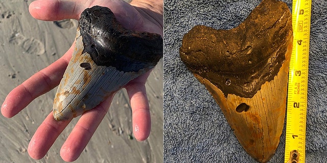 Harvey Wall said he discovered the nearly 6-inch tooth while looking for seashells on Ocean Isle Beach.
