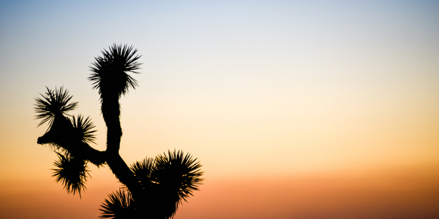 California’s Joshua Tree National Park could lose 80% of its iconic trees by 2070 due to drought and wildfire — and, according to a new study, that’s just the "best case scenario."