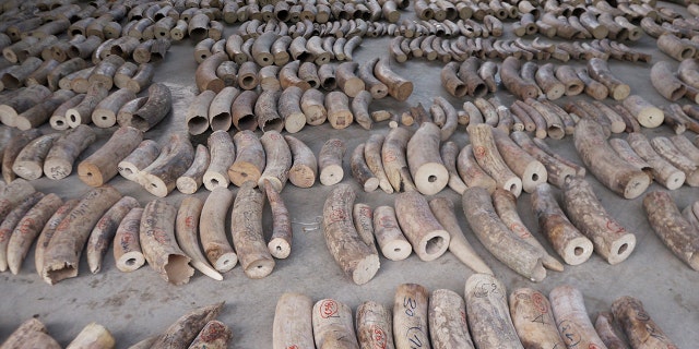 The 8.8 tons of elephant tusks were estimated to have been taken from nearly 300 African elephants.