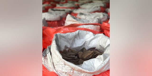 Authorities seized 237 bags of pangolin scales estimated to have been harvested from 2,000 of the critically endangered mammals. (National Parks Board via AP)