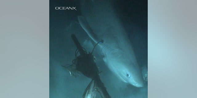 Blutnose sixgill shark eyeing the bait the team laid out. (Credit: OceanX, Florida State University)