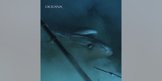 Blutnose sixgill shark eats the bait the team laid out. (Credit: OceanX, Florida State University)