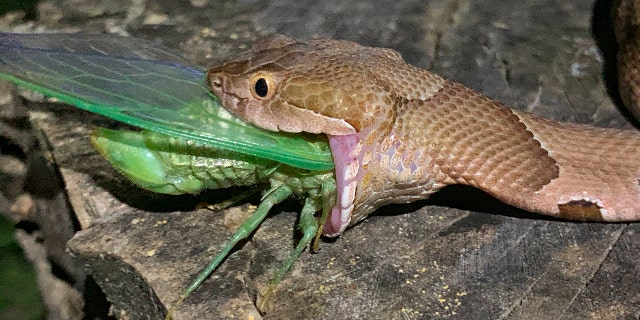 The snake crept up on the cicada on a tree stump. (Charlton McDaniel via AP)