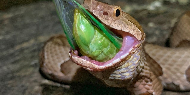 McDaniel scared off a nearby snake, but the reptile returned to gobble the insect. (Charlton McDaniel via AP)