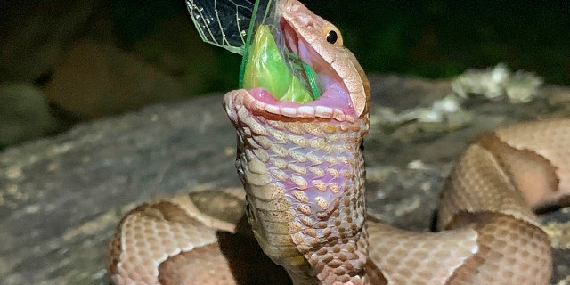 The copperhead finished swallowing the insect and then slithered off into the forest. (Charlton McDaniel via AP)