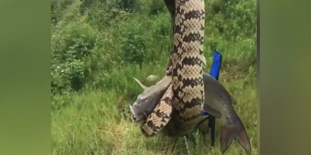 In the bizarre footage, the snake wraps itself around the fish while McCray watches with confusion.