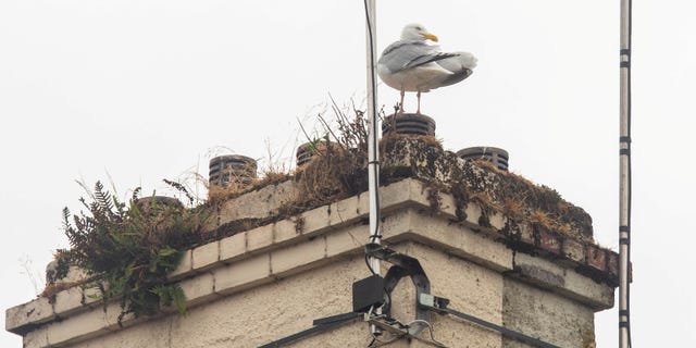 Neighbors claim that they've spotted a suspicious-looking seagull spotted in the area close to where the dog disappeared.