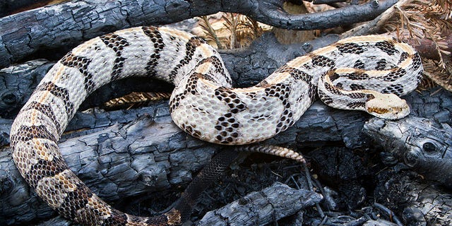 Timber rattlesnake is pictured here. These snakes are known to be docile and tend to avoid biting humans, according to experts.