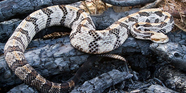 Police began the process of impounding the SUV -- when they noticed a terrarium in the backseat that contained a Timber Rattlesnake.