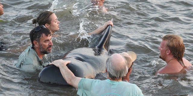 Georgia DNR personnel and beachgoers struggle to keep a short-fin pilot whale from crashing into the seawall. (Bobby Haven /The Brunswick News via AP)
