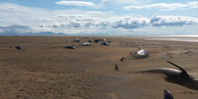 Some dozens of long-finned pilot whales lay dead on a remote beach in Iceland as they were discovered by tourists sightseeing in the Snaefellsnes Peninsula in western Iceland aboard a helicopter. (David Schwarzhans via AP)