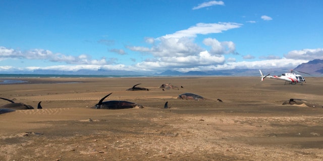 The whales were concentrated in one spot on the beach, many partially covered by sand. (David Schwarzhans via AP)