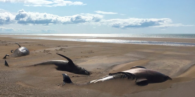 It is believed that the whales likely died of dehydration. (David Schwarzhans via AP)