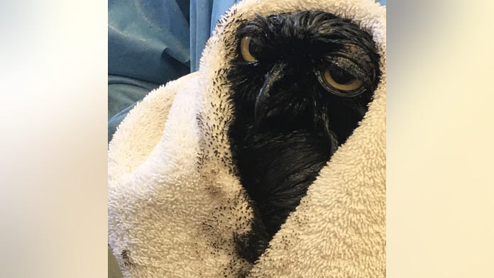 Great horned owl discovered completely covered in oil after getting into pit