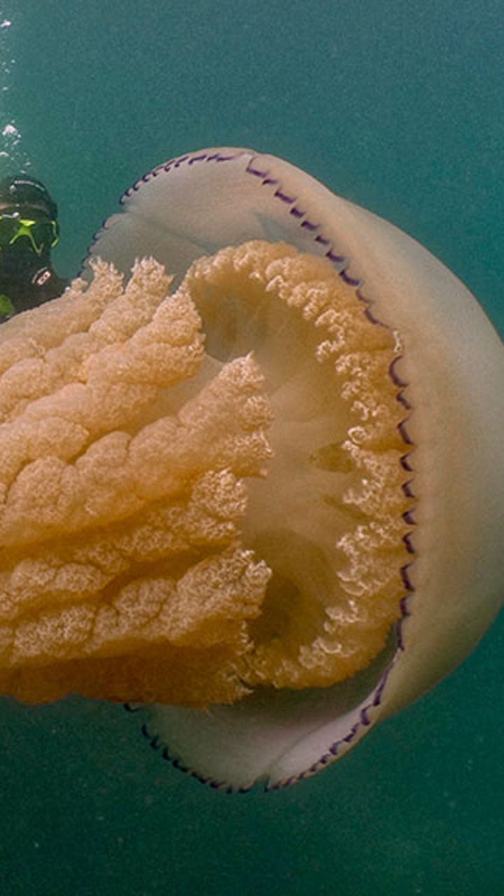 Human-sized jellyfish lurking off English coast stuns divers