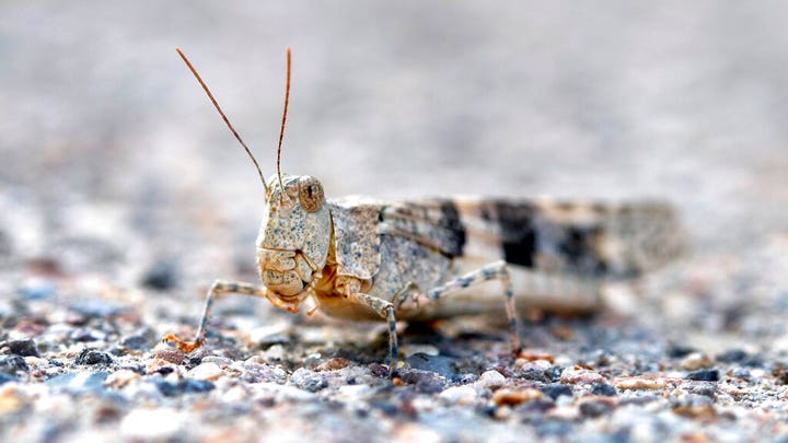 Raw video: Grasshoppers swarm Las Vegas strip