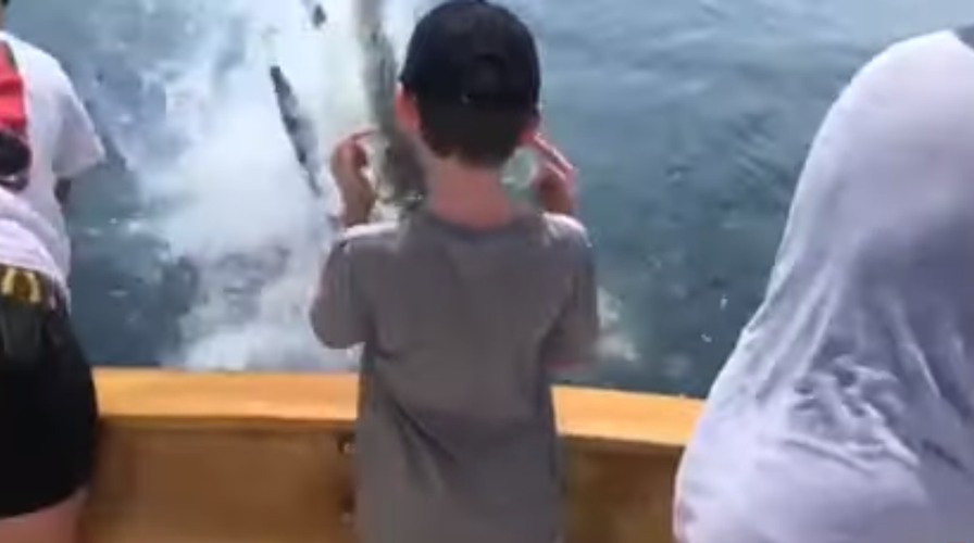 SEE IT: Believed great white shark breaches water in Cape Cod, stuns family  on fishing boat