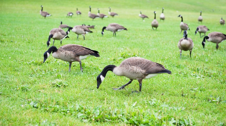 Canada goose fox clearance killing