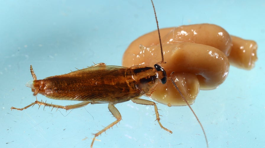 Cockroaches Are Getting Closer To Invincibility Scientists Warn Fox News