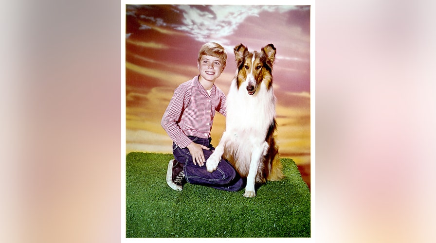 Lassie & My TV Career