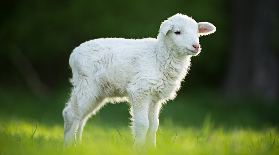 Award-winning lamb under investigation for performance-enhancing drugs